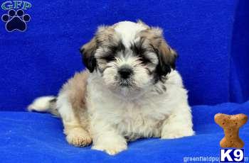 Mixed Breed Puppies