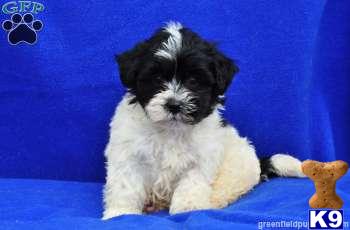 Mixed Breed Puppies