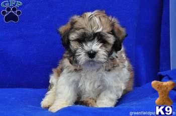 Mixed Breed Puppies