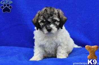 Mixed Breed Puppies
