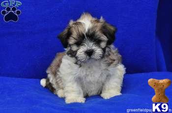 Mixed Breed Puppies