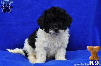 Mixed Breed Puppies