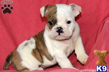 Old English Bulldog Puppies