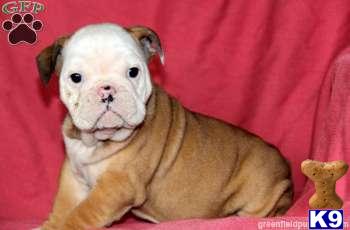 Old English Bulldog Puppies