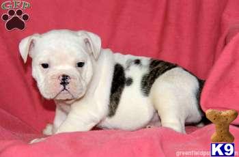 Old English Bulldog Puppies