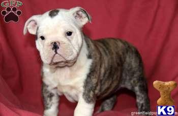 Old English Bulldog Puppies