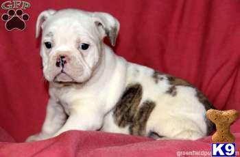 Old English Bulldog Puppies