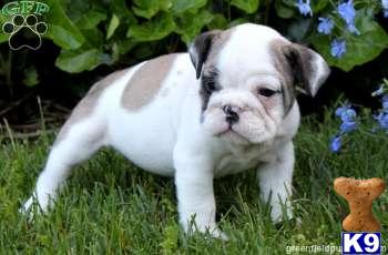 Old English Bulldog Puppies