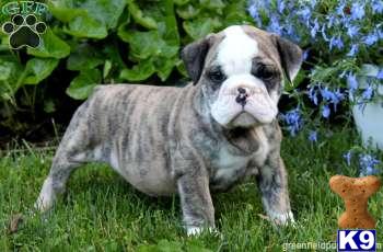 Old English Bulldog Puppies