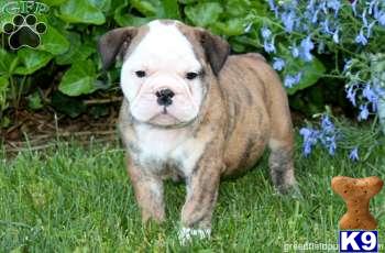 Old English Bulldog Puppies