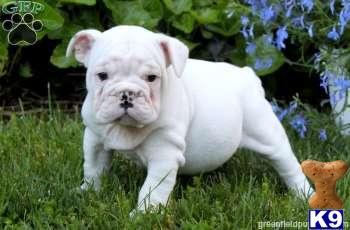 Old English Bulldog Puppies