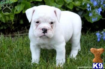 Old English Bulldog Puppies