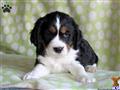 English Springer Spaniel