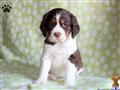 English Springer Spaniel