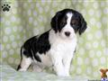 English Springer Spaniel