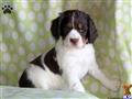 English Springer Spaniel