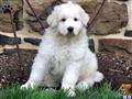Great Pyrenees