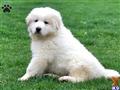Great Pyrenees