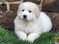 Great Pyrenees