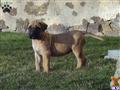 Mastiff