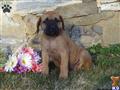 Mastiff