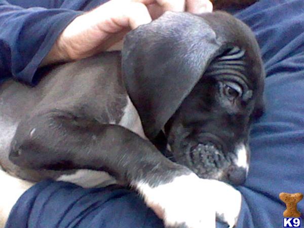 Great Dane Puppies in TX