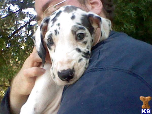 Great Dane Puppies in TX