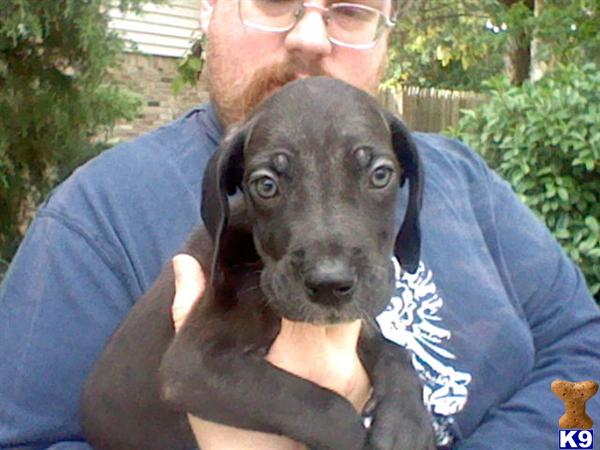 Great Dane Puppies in TX