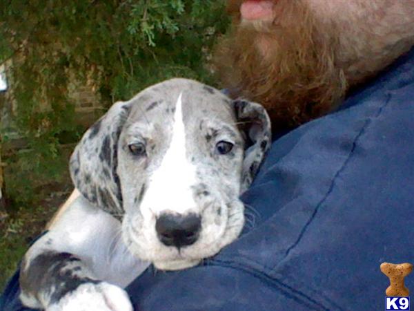 Great Dane Puppies in TX