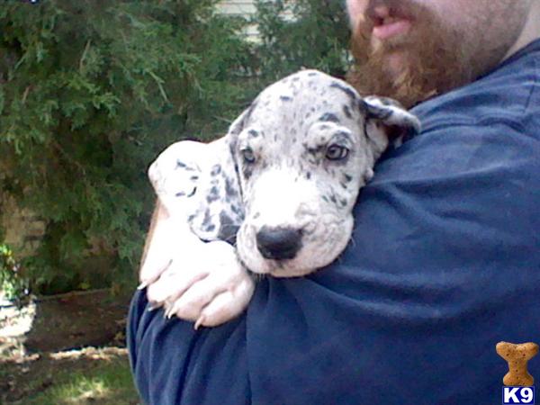 Great Dane Puppies in TX