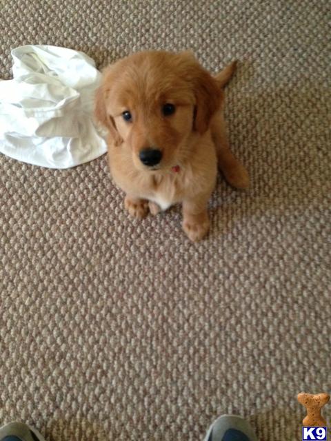 Puppies in NH
