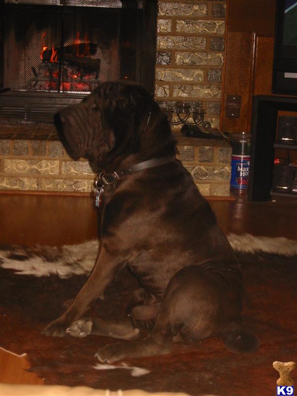 Stud Dogs - Chinese Shar-Pei