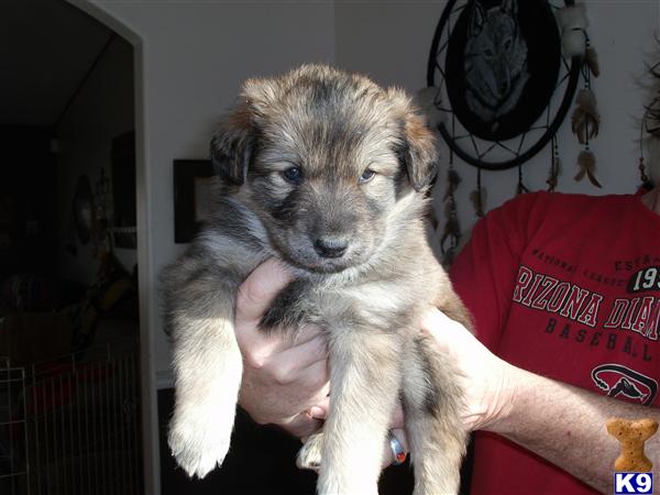 Puppies in UT