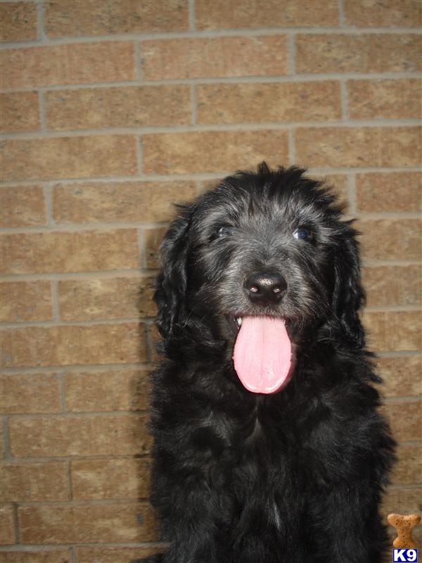 Puppies in Midland