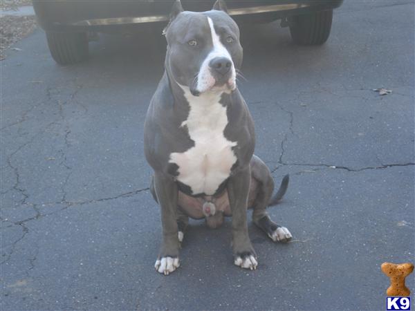 Stud Dogs in CT