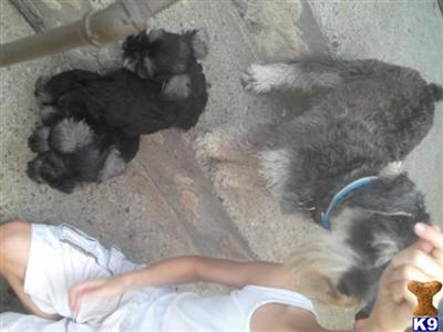 Puppies in Winton