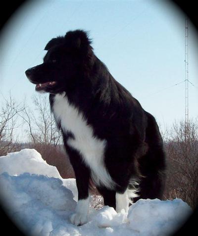Stud Dogs - Border Collie