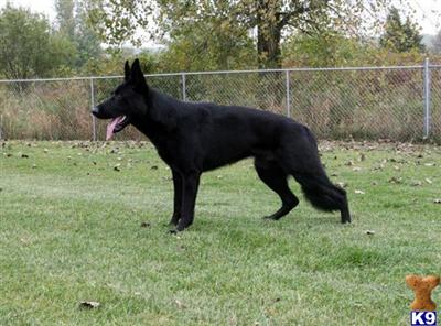 Stud Dogs - German Shepherd