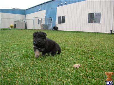 Puppies in WI
