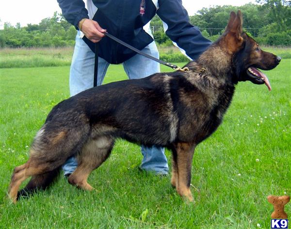 Stud Dogs in WI