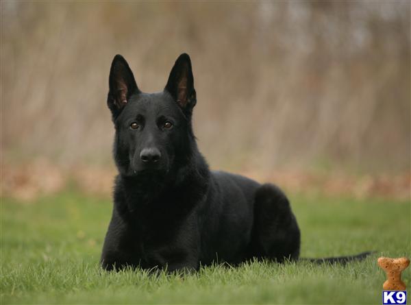 Stud Dogs in WI