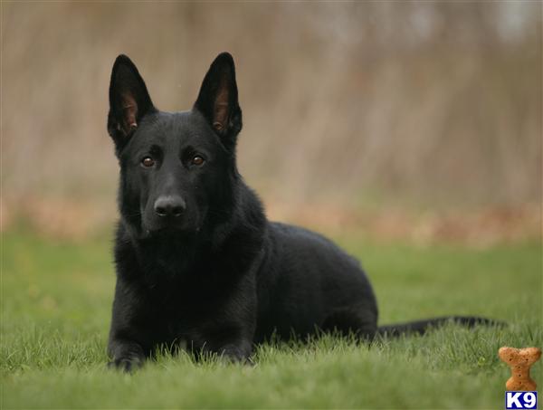 German Shepherd Puppies in WI