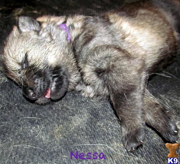 German Shepherd Puppies in WI