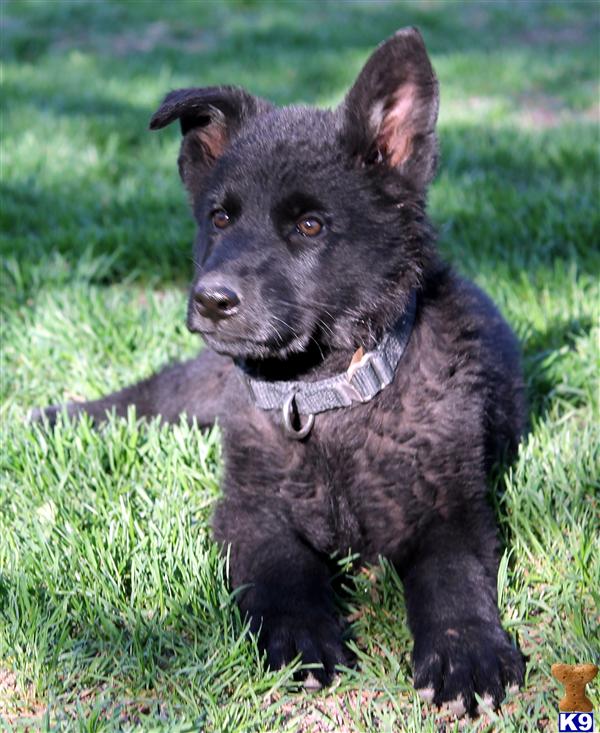 German Shepherd Puppies in WI