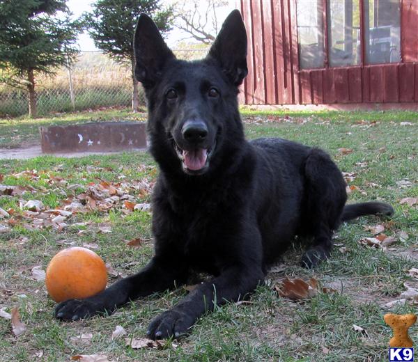 Dogs for Sale in WI