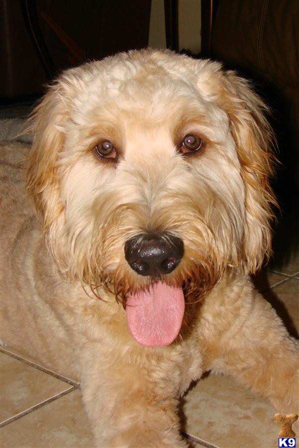 Dogs - Goldendoodles