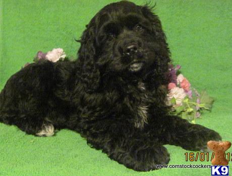 Cocker Spaniel Puppies