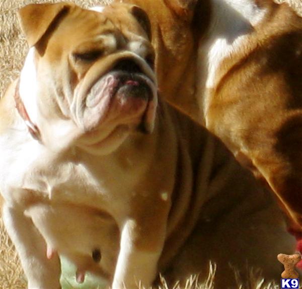 Dogs for Sale in AL
