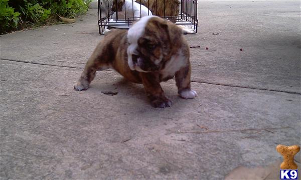 Bulldog Puppies