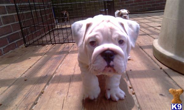 Bulldog Puppies